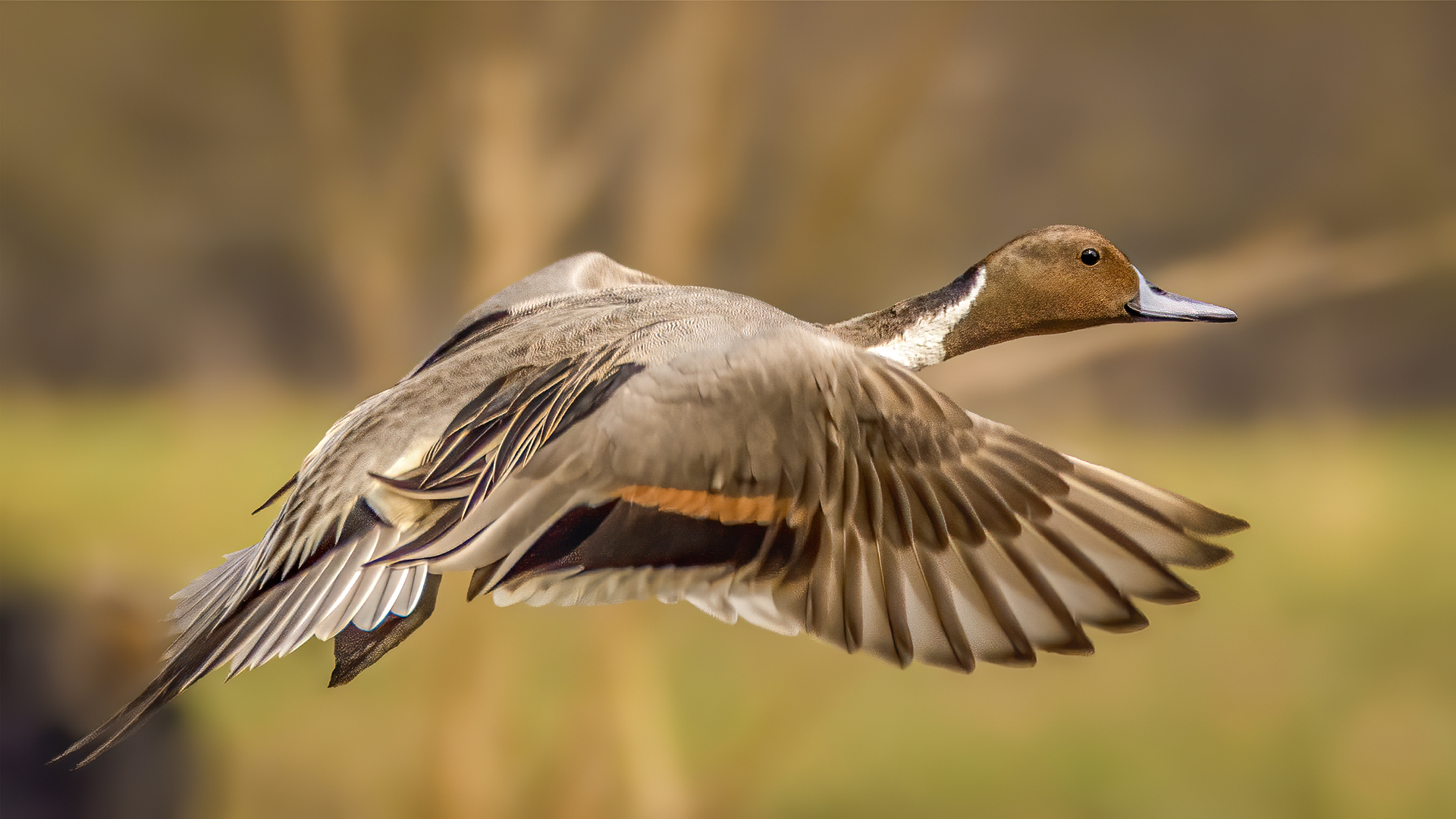 Take a closer look at the magnificent Pintail Duck in motion at Pobitora WLS, Assam © WWW.NEJIBAHMED.COM .jpg